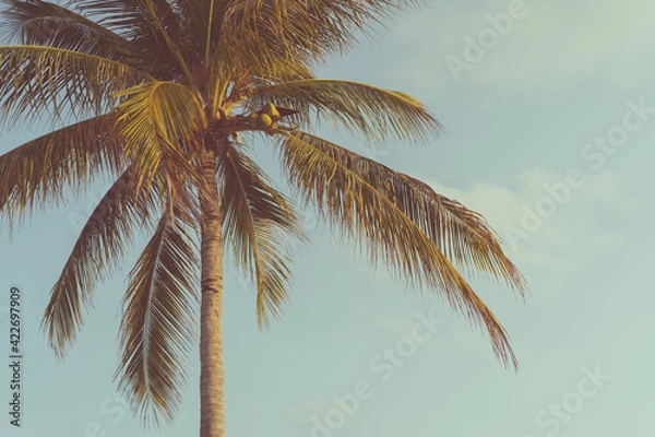 Fototapeta Tropical palm tree with sun light on sunset sky and cloud abstract background.