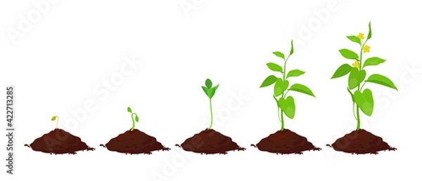 Obraz Stages of plant growth in the soil