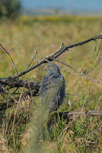 Fototapeta meadow harrier in the field, in natural conditions, sits on a branch of an old withered tree