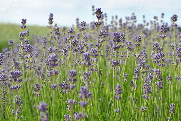Fototapeta lavande