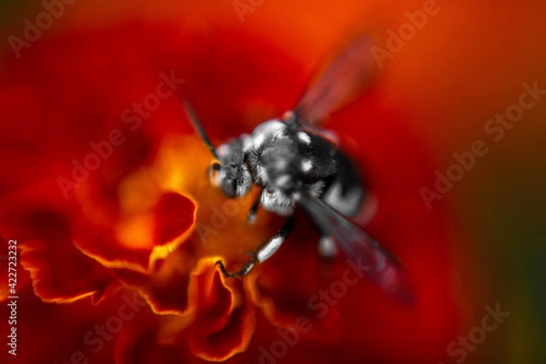 Obraz macro of a bug