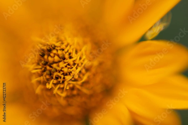 Obraz yellow flower macro