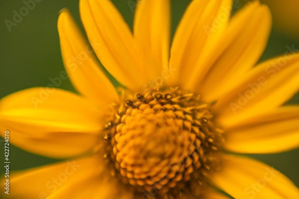 Obraz yellow flower macro