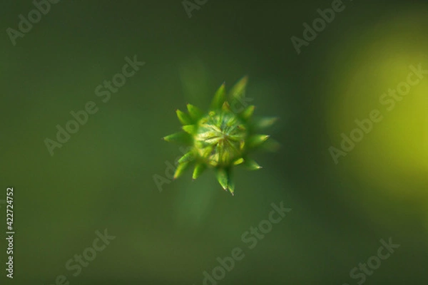 Obraz green leaf background