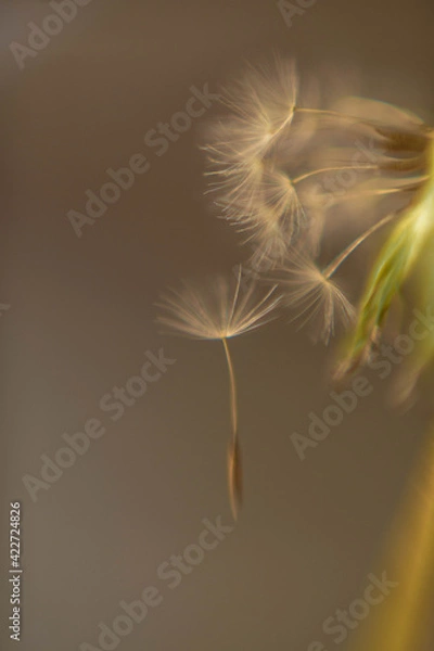Obraz dandelion seed head