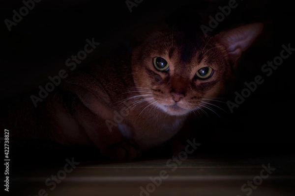 Obraz Cat hid under the bed. Portrait angry cat, dark background.
