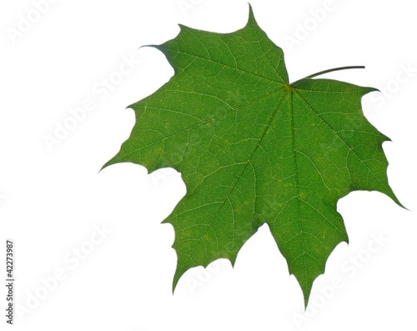 Fototapeta Ahornblatt