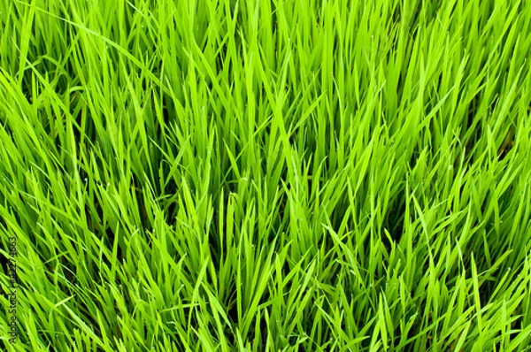 Fototapeta background of green beautiful rice field in asia
