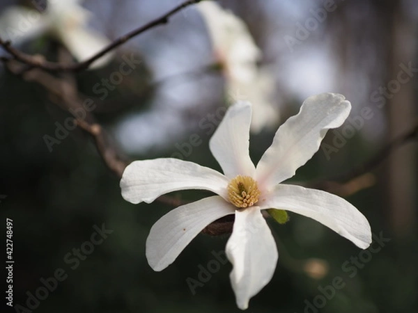 Obraz 春の野山に咲くコブシ