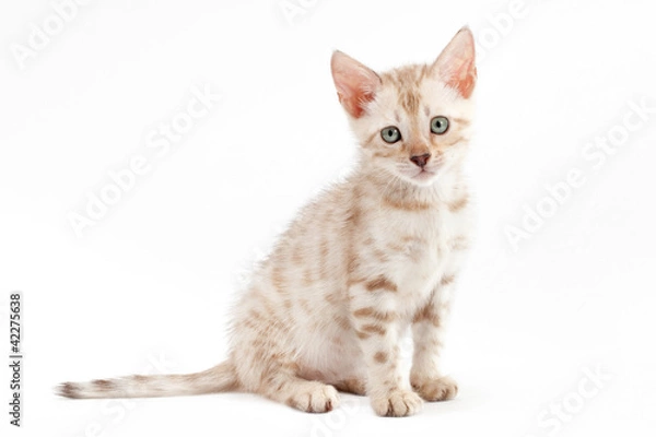 Obraz Kitten Bengal breed cat on light gray background.