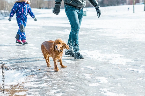 Fototapeta Wet golden spaniel dog after swimming in cold water walk near peoples in winter on snowy shore. Concept of negligence and inattention of pet owners in nature