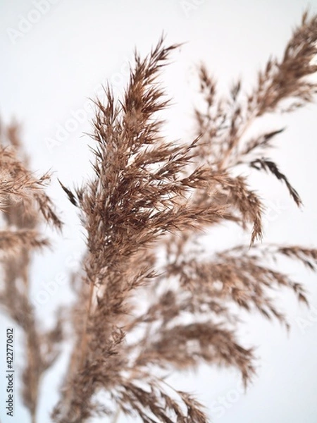 Fototapeta Fluffy pampas grass on gray background. Pampas in light pastel colors. Dry reeds boho style. Minimal, stylish, monochrome concept. Place for text