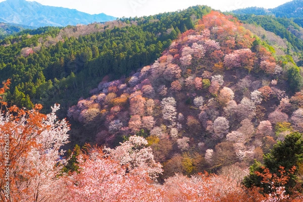 Fototapeta 【奈良】吉野山の一目千本 桜の風景