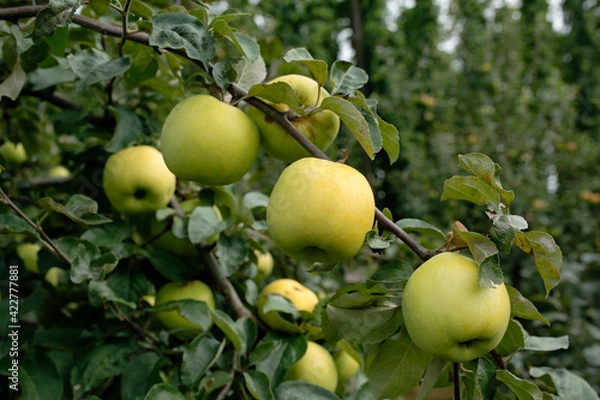 Fototapeta delicious yellow apples on the branch in the orchard