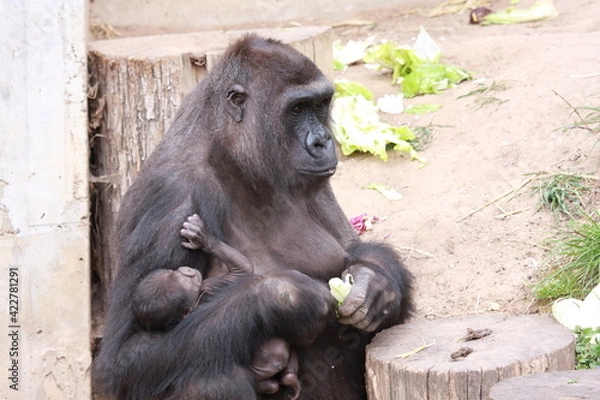 Obraz Gorilla