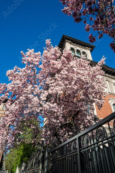 Obraz Milan, Italy - March 15, 2021: Magnolie trees with flowers blooming in the garden of Tommaseo Square, in the background the tower of a liberty villa
