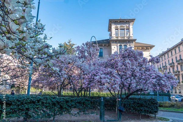Obraz Milan, Italy - March 15, 2021: Magnolie trees with flowers blooming in the garden of Tommaseo Square, in the background the tower of a liberty villa