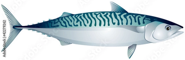 Obraz Mackerel, ocean fish