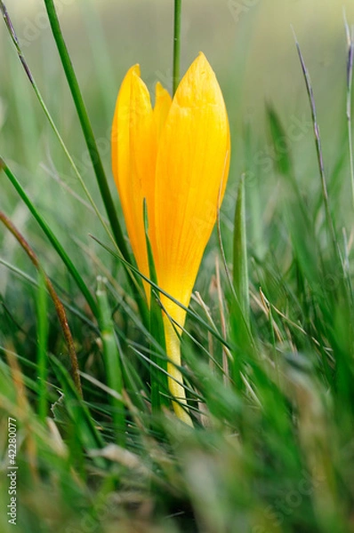 Obraz безвременник