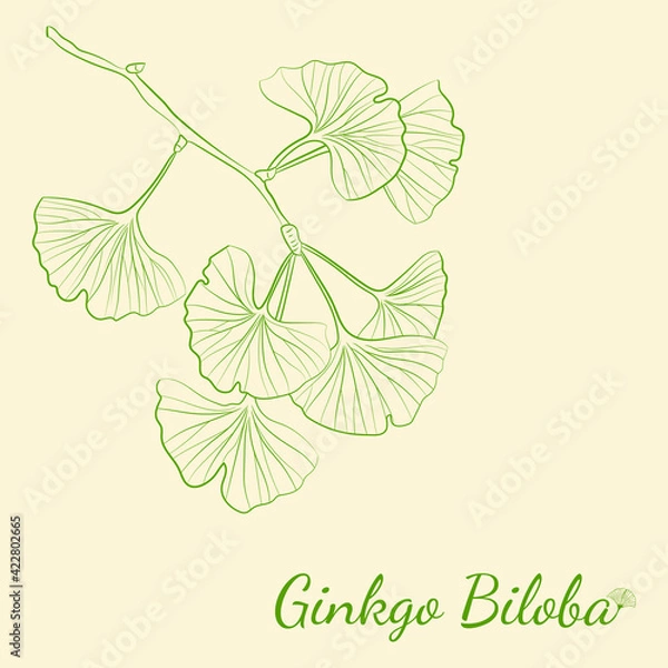 Fototapeta Set of hand drawn leaves ginkgo biloba. Collection ginkgo biloba isolated leaves on a branch berry.
Set of medical, botanical plant. Vector sketch hand drawn.