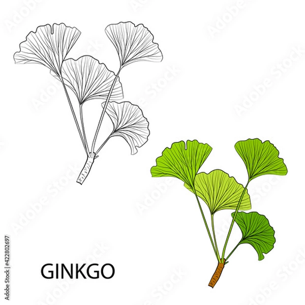 Fototapeta Set of hand drawn leaves ginkgo biloba. Collection ginkgo biloba isolated leaves on a branch berry.
Set of medical, botanical plant. Vector sketch hand drawn.