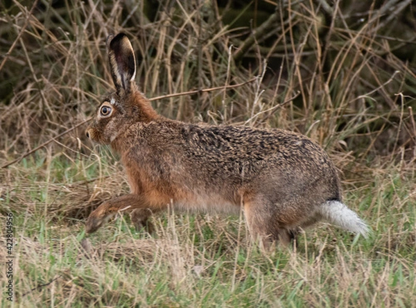 Obraz Rabbit / Hare (Feldhase / Kaninchen)