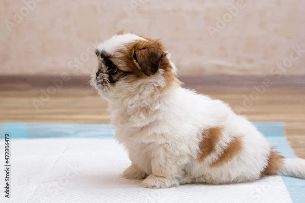 Obraz Training a funny shit-tsu puppy goes to the toilet on a diaper. Diapers for dogs. Close-up. Place for an inscription.