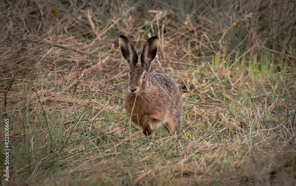 Obraz Rabbit / Hare (Feldhase / Kaninchen)