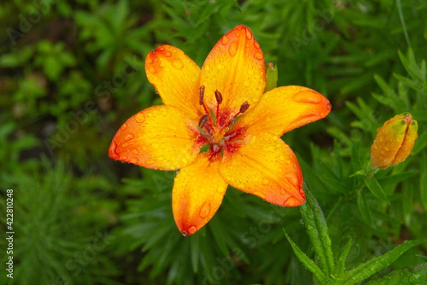 Fototapeta A large flower of orange lily grows in the garden in the summer. View from above