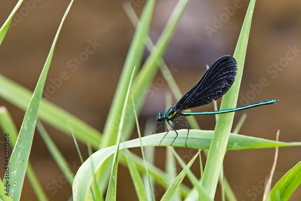 Fototapeta Ebony Jewelwing Damselfly