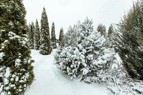 Fototapeta Christmas trees in the backyard in the snow. cozy garden with gazebo and alleys of a country house in winter