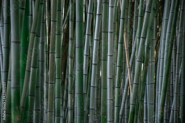 Obraz bamboo grows in a dense wall