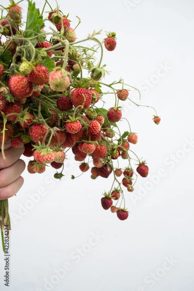 Fototapeta Wild strawberry bunch with leaves. A bunch of wild strawberries with leaves in the hand