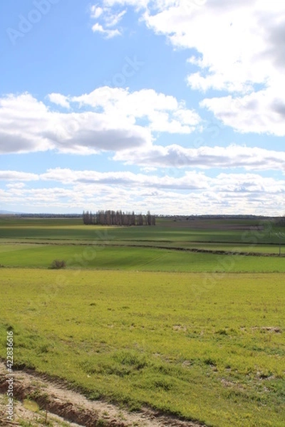 Fototapeta field and blue sky