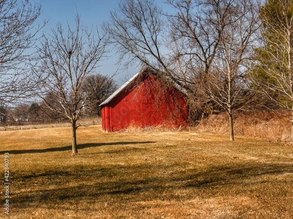 Fototapeta 1326 - Romeo Plank's Little Red