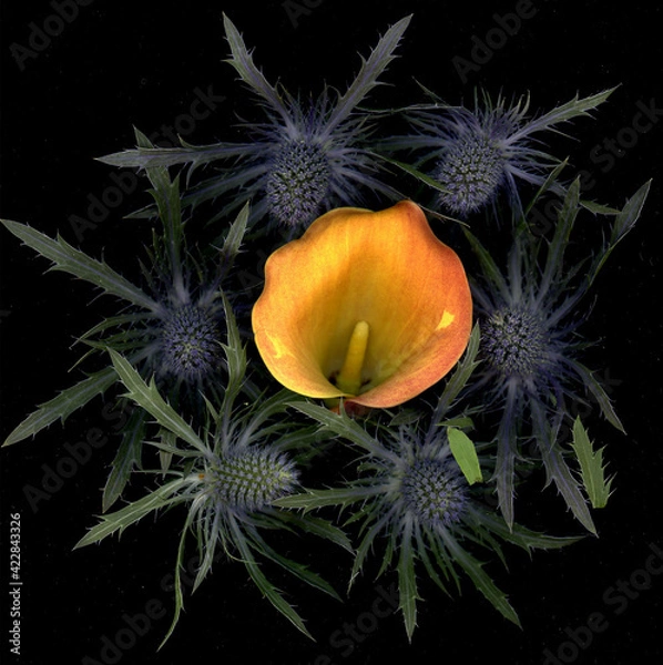 Obraz Blue and Orange flowers 