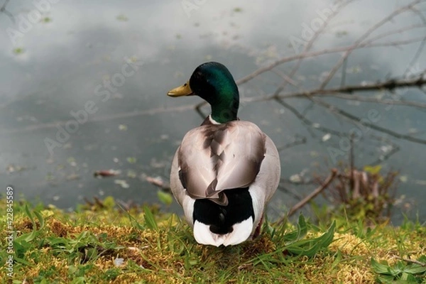 Obraz Duck posing for the camera