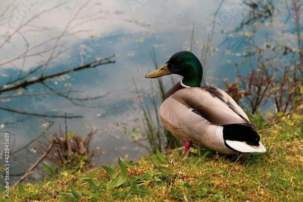 Fototapeta Duck posing for the camera