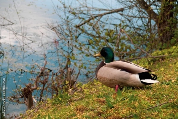 Fototapeta Duck posing for the camera