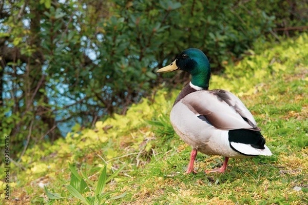 Fototapeta Duck posing for the camera