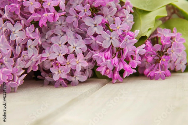 Obraz Closeup branches of blooming lilac on white rustic wooden surface. Space for product or text on foreground