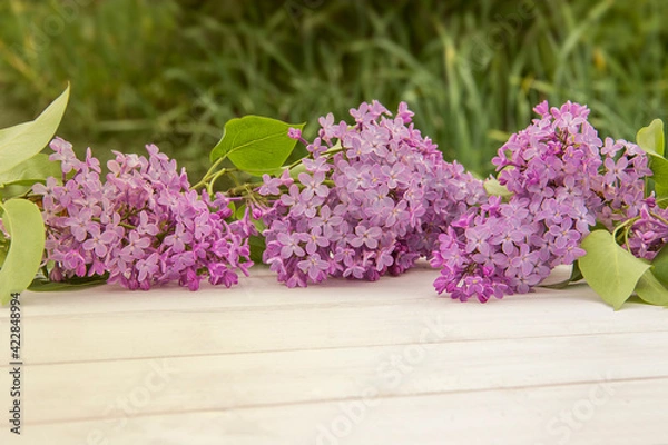 Obraz Closeup of three branches of blooming lilac on white rustic wooden surface. Space for product or text on foreground