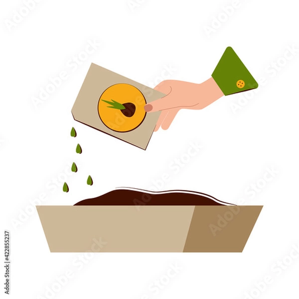 Fototapeta Growing seedlings at home. Self-cultivation of seedlings. The hand pours the seed from the bag into the prepared ground.