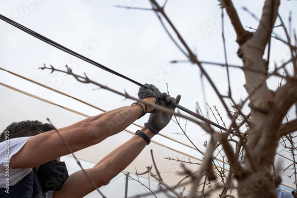 Obraz Technician wearing a mask installing a cable among trees in the field
