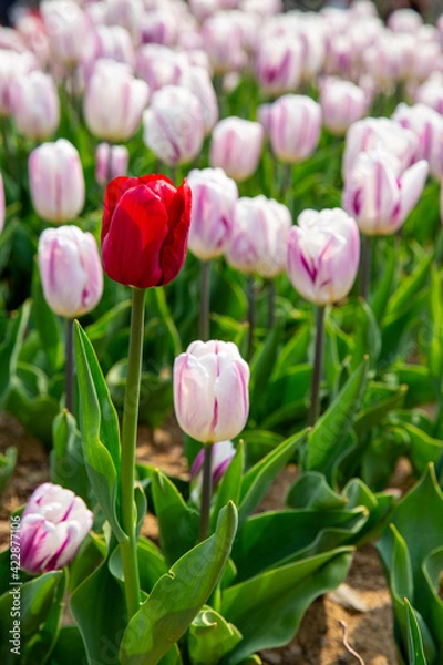 Fototapeta 꽃밭에서 아름답게 활짝 핀 튤립