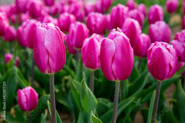 Obraz 꽃밭에서 아름답게 활짝 핀 튤립