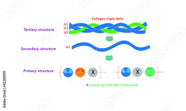 Obraz Collagen structure [Triple helix]