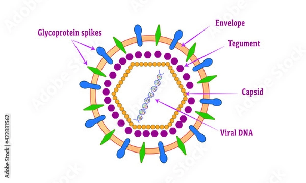 Obraz Herpes Simplex Virus [Structure of HSV-1]