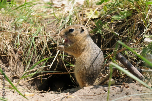 Fototapeta gopher (Ground Squirrel)