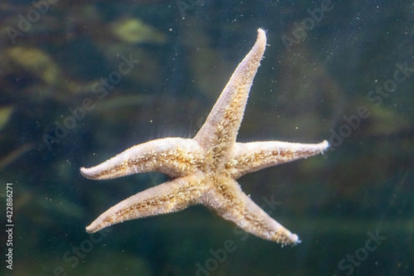 Obraz red starfish